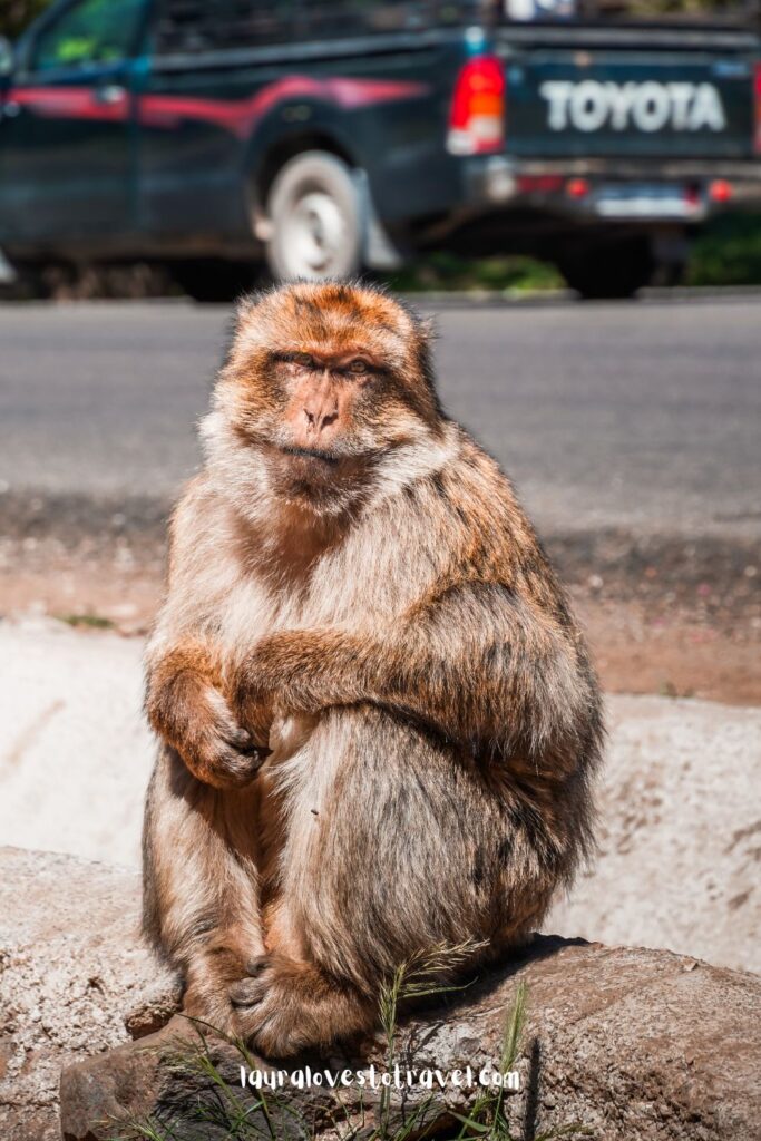 A monkey on the side of the road in Morocco